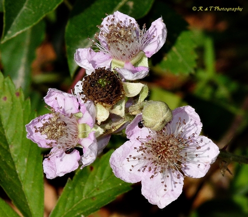 {Rubus bifrons}